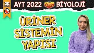 Üriner Sistemin Yapısı (Boşaltım Sistemi) | AYT Biyoloji #Kamp2022