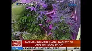 UB: Taniman ng marijuana, nabisto sa loob ng isang bahay sa Marikina City