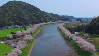 南伊豆町「青野川の桜並木」【ドローン撮影】