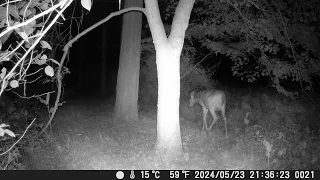 Momma deer getting close.