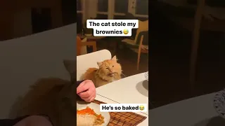 Cat gets instant karma after eating weed brownies😂😂💔💔