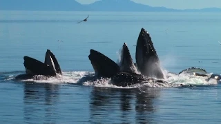 Whales Team Up in Amazing Bubble-Net Hunt | National Geographic