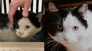 Lost street cat finds a new home