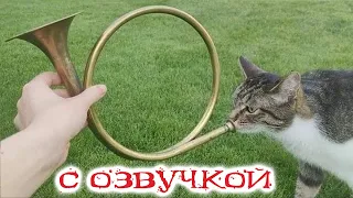 ПРИКОЛЫ С КОТАМИ! С ОЗВУЧКОЙ! СМЕШНЫЕ КОТЫ! Самые смешные животные!