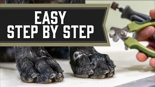 How To Trim Dog Nails The Right Way - From Puppies To Senior Dogs