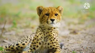 Amazing Wildlife of Botswana - 8K Nature Documentary Film (with music) #أدم_الصيرفي