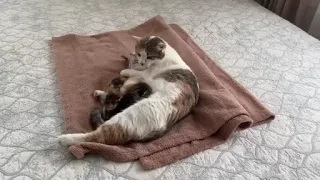 German Shepherd puppy meets mom cat with new born kittens  for the first time