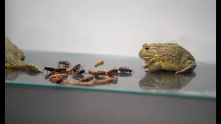 African Bullfrogs eats Crickets and Worms .