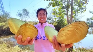 The golden pearl shell that has been raised for 10 years, the pearls in the body are huge and golden