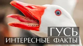 Гусь - интересные факты