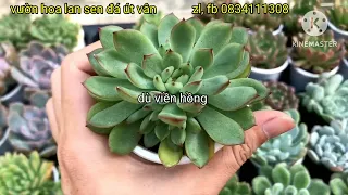 Sen vĩ, sen bầu đẹp giá rẻ (mua cây tặng cây). Tại vườn hoa lan sen đá út Vân.