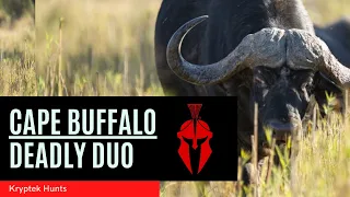 Cape Buffalo | Deadly Duo | Kryptek Hunts