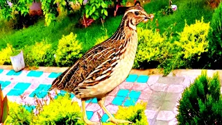 Batair ki awaz | quail birds sound | batair bulara