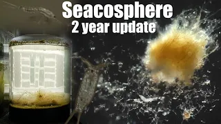 The Two Year Old Saltwater Ecospere