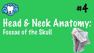 Head & Neck Anatomy | Fossae of the Skull | INBDE