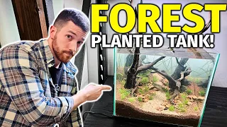 Making An Forest Style Planted Tank But It's ACTUALLY Affordable...