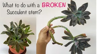 I Accidentally Broke Off A Succulent Stem But Now I Don't Regret It!