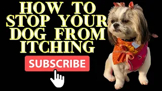 HOW TO STOP YOUR DOG FROM ITCHING