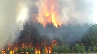 Верховой пожар в лесу