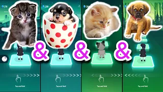 Cute Cats & Cute Dogs (Shakira - Waka Waka (This Time for Africa) cover by Bongo) | Tiles Hop