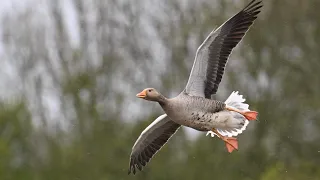 A trip to Filey Dams Nature Reserve on a rainy day