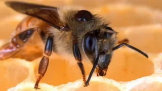 Capsule 1  Formation apicole - Comment vivent les abeilles?