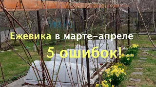 ЕЖЕВИКА в марте - апреле /5 ОШИБОК!