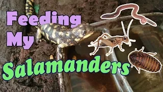 Feed My Pet Friday: Tiger Salamanders!