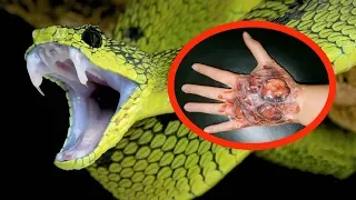 THE MOST VENOMOUS SNAKES In The World