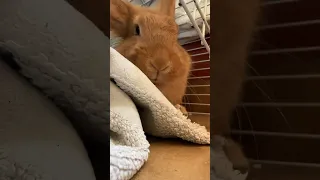 A bunny's growl...