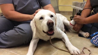 Laser Therapy for Dogs