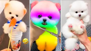 Cute Pomeranian Puppies Doing Funny Things #2 | Funny Dogs Videos 2024 | VN Pets