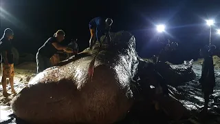 I - There He Is! Day 1 - Recovering 60ft Sperm Whale in the Philippines
