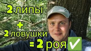 ✅Как поймать бродячий рой ПРОСТО!!!✅ Делюсь опытом ловли пчел🐝 #РОЕЛОВСТВО #пчеловодство #пасека