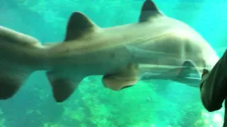 Sand Tiger Shark in an Aquarium