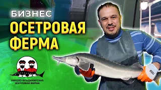 Николо-Владимирская Осетровая ферма УЗВ. Выращивание рыбы в бассейнах #бизнес
