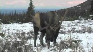 alaska moose at 10 yeards