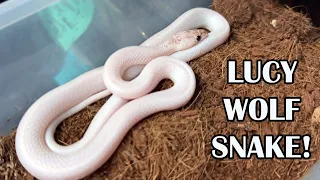 UNIQUE PIEDS; LUCY WOLF SNAKE!