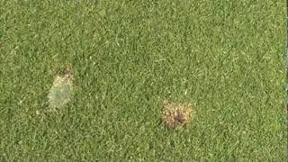 Terravita Greens Committee: Divot and Ball Mark Repair