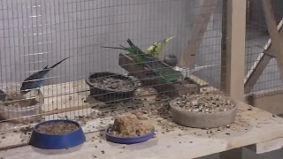 Размножение попугаев.