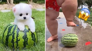 Tik Tok Chó Phốc Sóc Mini 😍 Funny and Cute Pomeranian #399