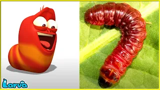 ĐỎ SONG SINH - LARVA TUBA - ẤU TRÙNG TINH NGHỊCH - PHIM HOẠT HÌNH LARVA MỚI HAY NHẤT 2022