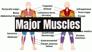 Major Muscles of the Human Body