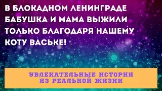 В блокадном Ленинграде бабушка и мама выжили только благодаря нашему коту Ваське!