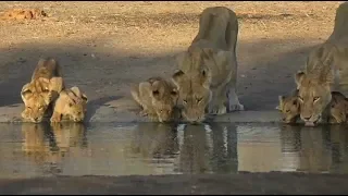 SafariLive- Nkuhuma lion cubs on the move and Avocas males roaring!