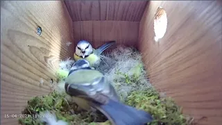 15th April 2021 - Blue tit nest box live camera highlights