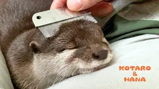 Otter Kotaro&Hana So Comfy