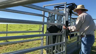 Cattle Drafting - Basic Draft - National Stockyard Systems