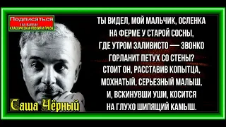 Ослёнок , Саша Чёрный ,Русская Поэзия, читает Павел Беседин