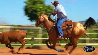 Treino Gasparini - Caio Proença  - Team Roping